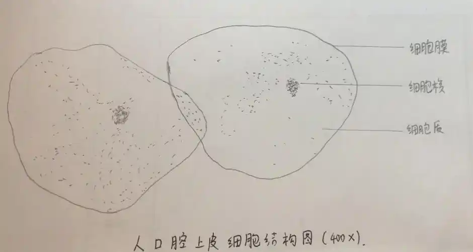 如图是放大400倍的人口腔上皮细胞,据图作图并标注结构名称._百度教育