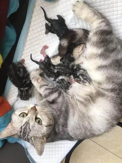 自家美短4月1日刚生5只小奶猫,接受预定