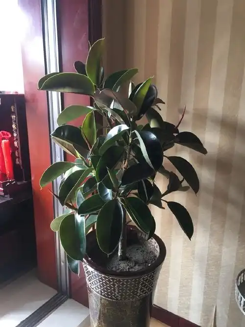 橡皮树好养吗(花金刚橡皮树好养吗)