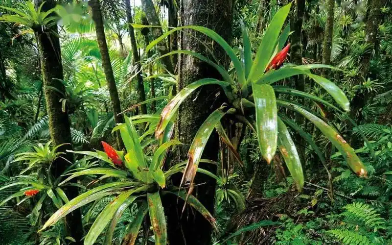 美洲和亚洲热带雨林的植物到底哪里不同?_叶片_凤梨_红色