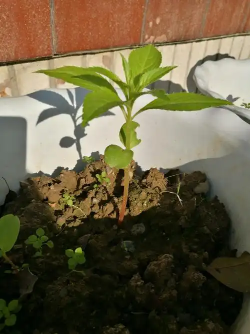 我可爱的凤仙花成长记!