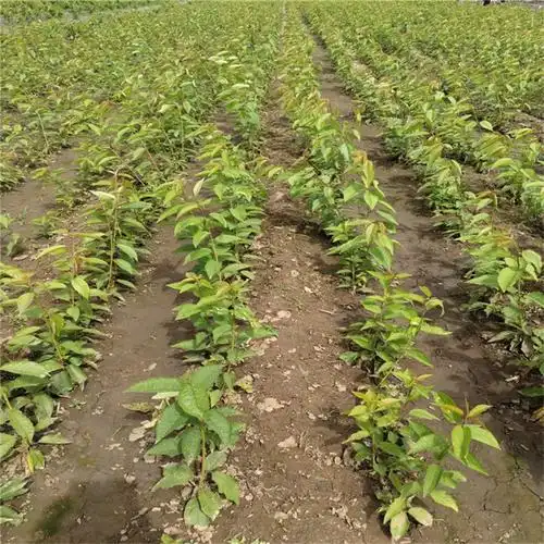 齐早樱桃苗 矮化瑞德樱桃苗 塔玛拉 美早 辉煌鲁樱三号樱桃树苗