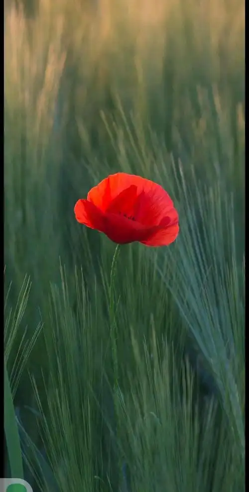 送你一朵小红花