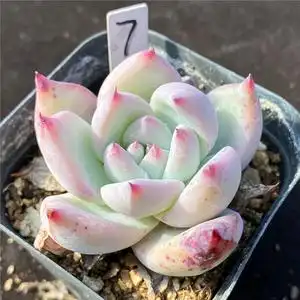 北极熊 多肉植物 精品控养 一物一拍 办公室阳台观赏绿植花卉趣味