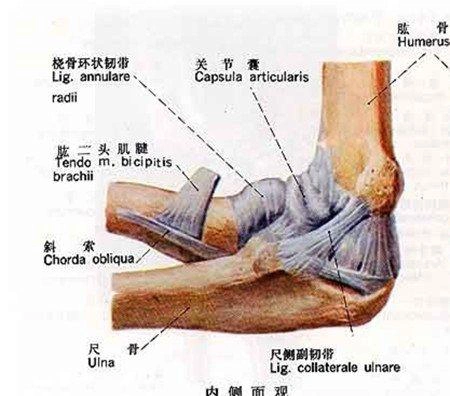 (   ) 尺侧副韧带