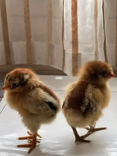 不知道这是什么品种的小鸡仔