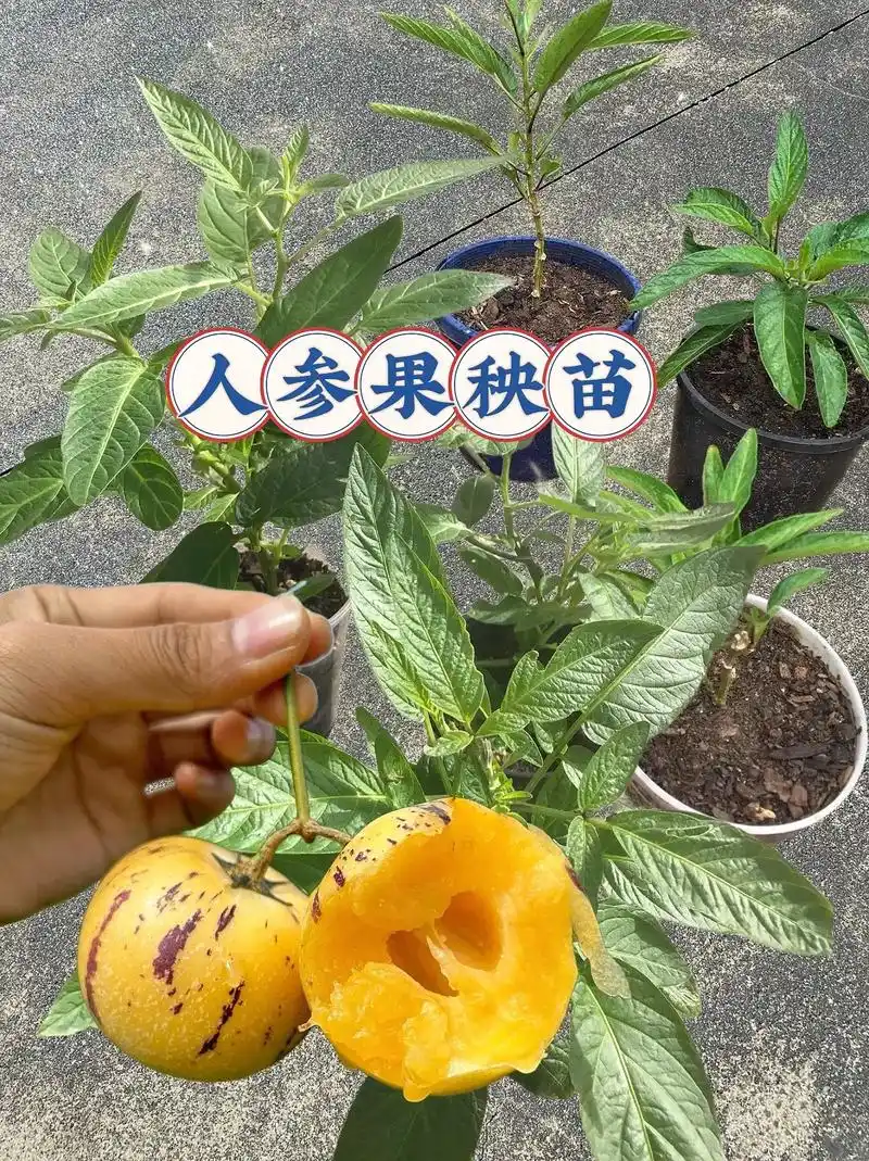 好种的人参果秧苗来啦!#阳台小院均可种植 就这么一棵 - 抖音