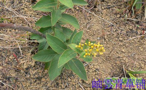 野生中草药 生毛将军 白牛胆 过饥草 白毛将军 88元/2斤