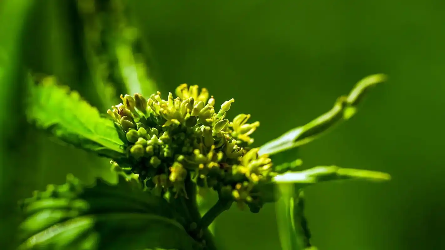 风花菜(别名:球果蔊菜,园果蔊菜,银条菜,塘葛菜   科属: - 抖音