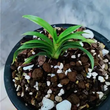 绿兰矮种 - 中国兰花交易网