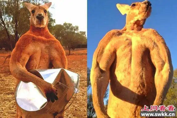 巨型袋鼠居民面前大秀肌肉