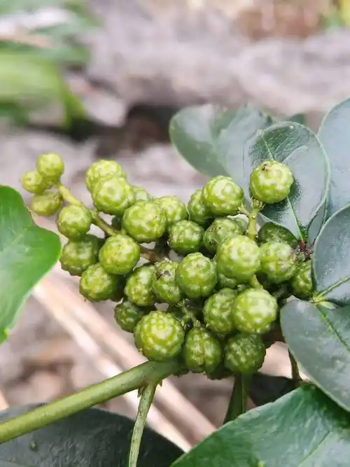 青花椒 特级 鲜花椒