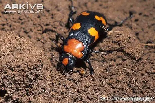 美国埋葬虫 american burying beetle (nicrophorus americanus)