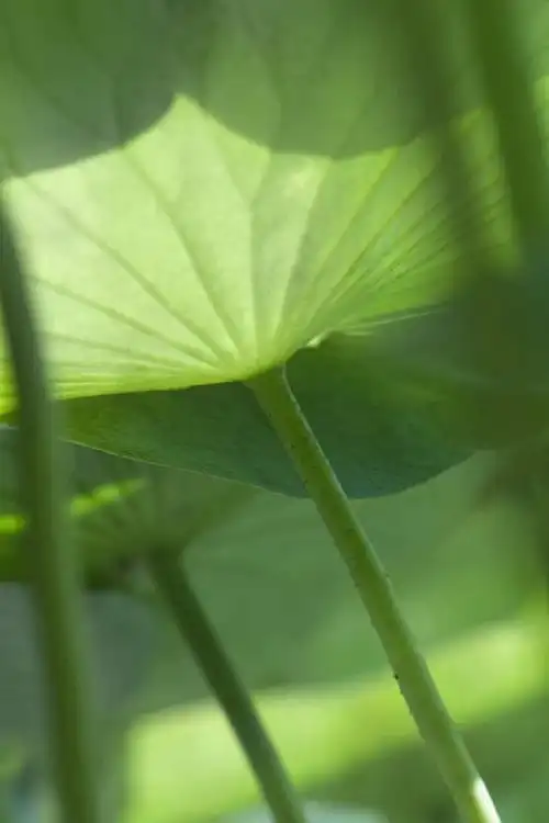 正面,仰视,美景,植物,叶子,许多,朦胧,模糊,光线,纹理,景观,荷叶,茎