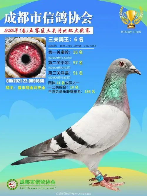 22春五赛区三关鸽王冠军-10名获奖鸽照片_获奖赛鸽_成都市信鸽协会