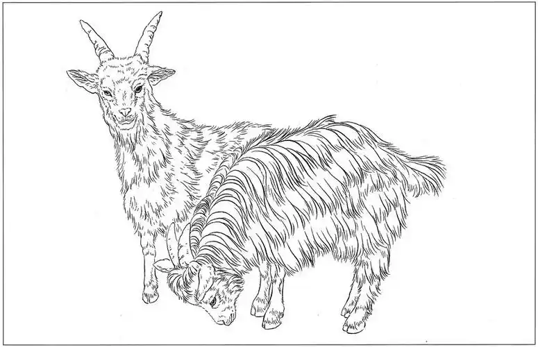 羊高清白描线稿图片下载18幅