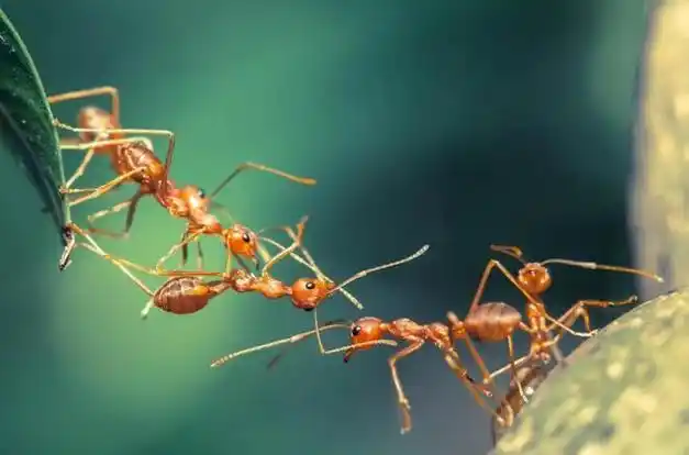 蚂蚁有哪几种本领-百科范