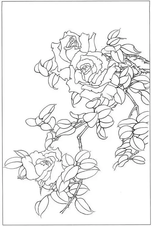 书画联盟丨月季花工笔画技法, 含白描稿示例|勾线|花青|叶子_网易订阅