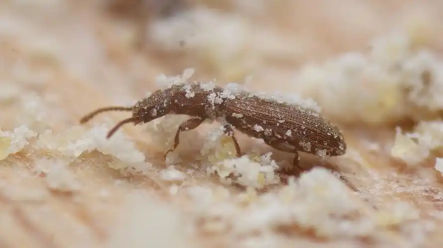 玉米面里的害虫----锯谷盗,北方俗称油子--微距