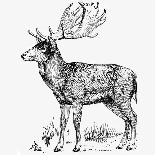 关键词 : 小鹿素描画动物