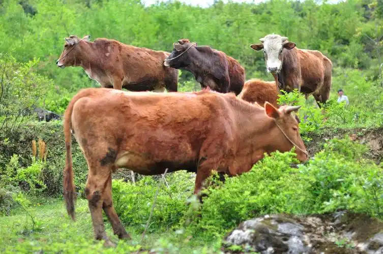 生活 放牛去啰 写美篇城市套路深,我要回农村!