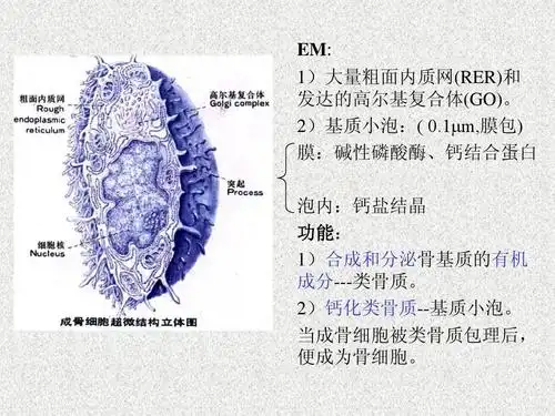 软骨骨-组织学与胚胎学课件ppt