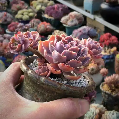 晚霞之舞老桩 39894