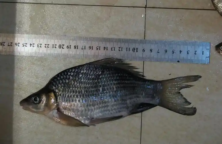 这种黑鲤鱼叫"岩原鲤",若捕捞到请放生:吃不得也钓不得
