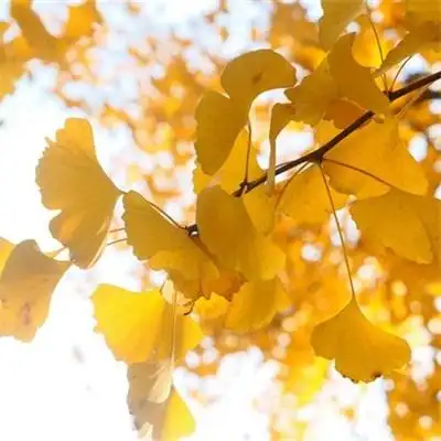 2022年最火爆的风景头像图片治愈系风景唯美头像高清图片大全