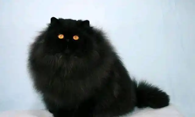 猫中贵族——波斯猫