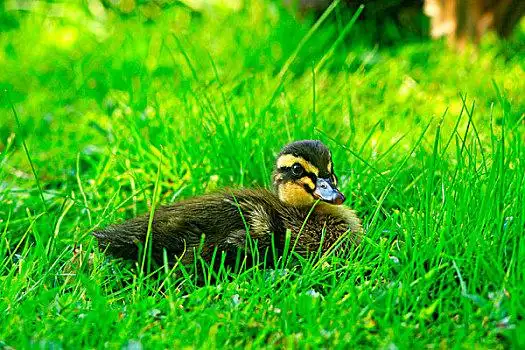 小鸭子图片