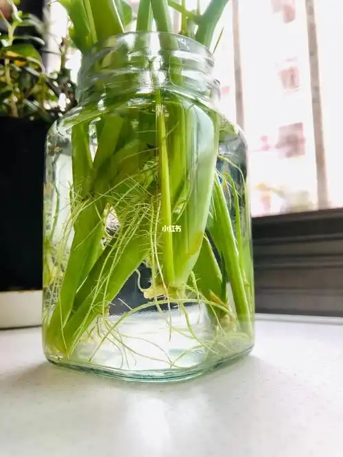 买了空心菜,理菜摘了老梗不要扔,插水里几天你就拥有了一盆新的水培