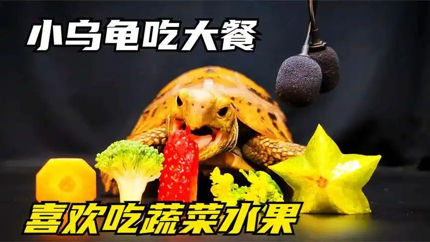 小乌龟吃丰富的大餐,平常喜欢吃水果蔬菜,胃口好才能够长寿-萌宠视频