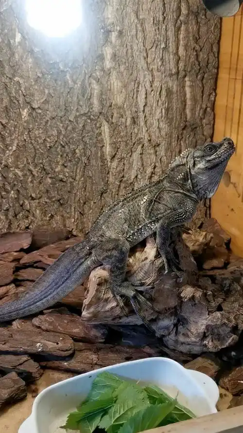 斑帆蜥,最帅的蜥蜴,没有之一-度小视