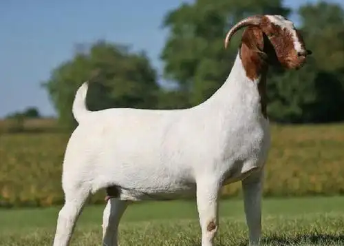 世界上十大最贵的羊刀郎羊当仁不让夺冠2