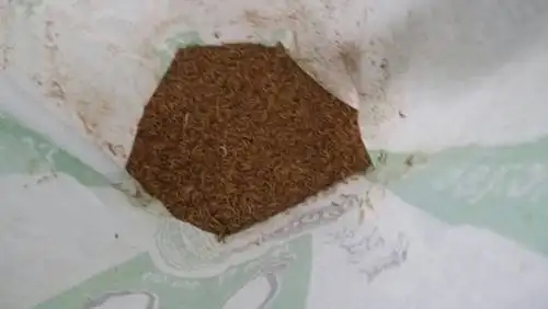 交尾后一二月内是产卵高峰期每只雌成虫产卵280