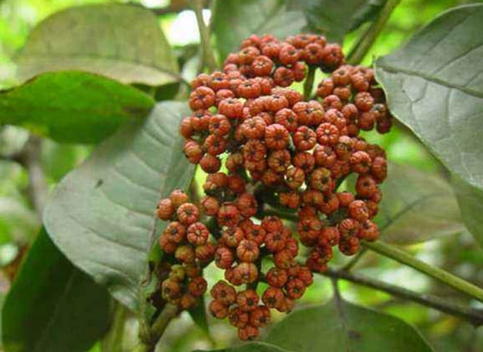 名贵中药吴茱萸