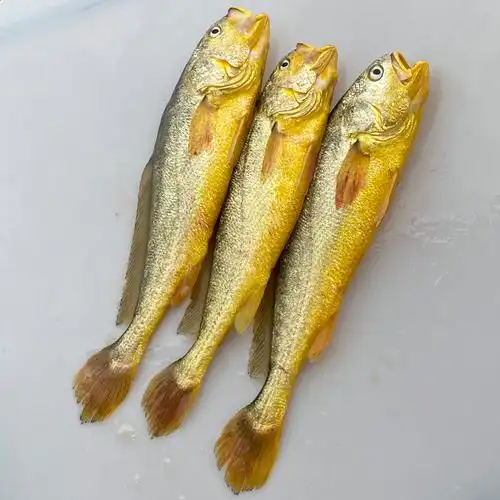 今夜现捕半野生大黄鱼海鲜水产新鲜黄花鱼新鲜海鱼1斤/条 三条