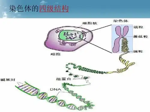 染色体体的形态与结构ppt