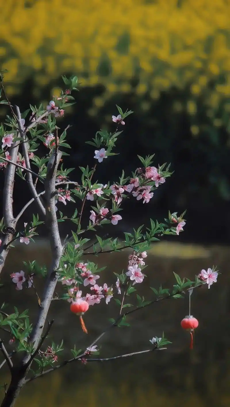 平谷云上桃花节#桃醉平谷花海休闲"鲜花再浪漫都不及两个人去 - 抖音