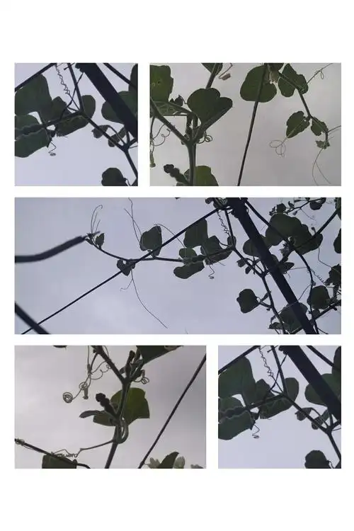 来,大家数一数,是不是一个藤上七个葫芦娃?