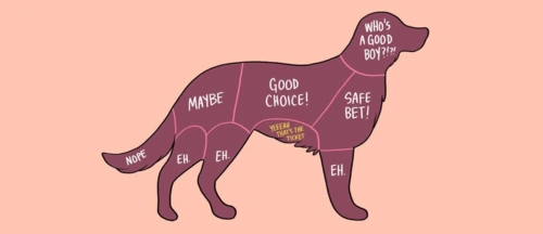 15张图解告诉你如何摸宠物