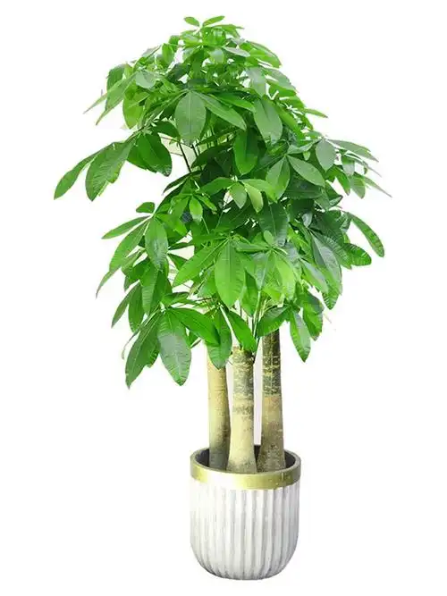 步步步步高高三杆大发财树盆栽办公室客厅植物乔迁大型绿植