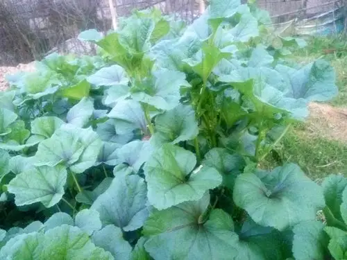 漫话园中葵,我爱的冬苋菜