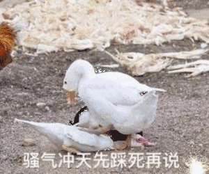 300_250gif 动态图 动图
