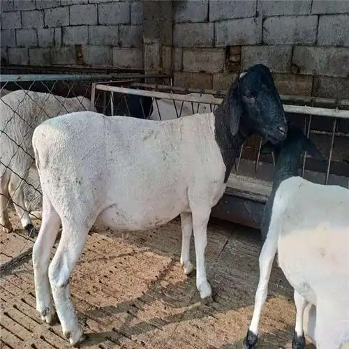 800斤波尔山羊图片