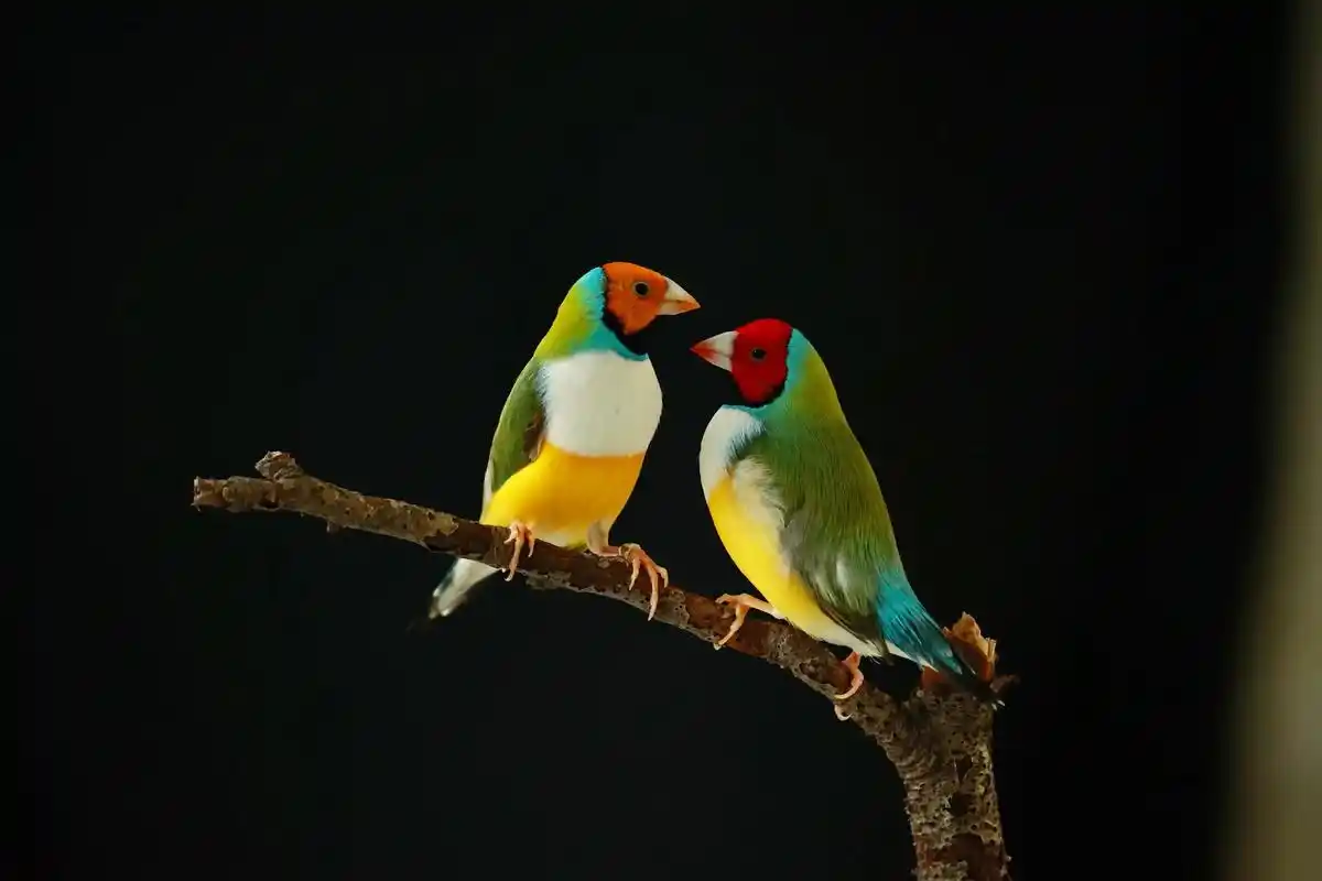 七彩文鸟#鸟类摄影 #人与自然和谐共处  - 抖音