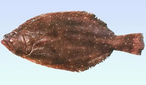 牙鲆 paralichthys olivaceus,  海鱼 俗称鸦片鱼,比目鱼.
