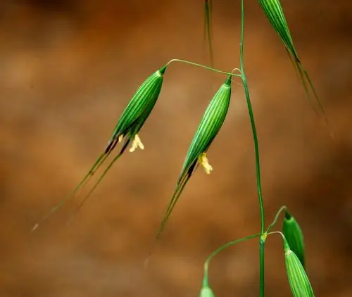 野燕麦(avena fatua)的花和植物体一样是绿色的.