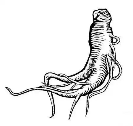人参简笔画 人参简笔画图片